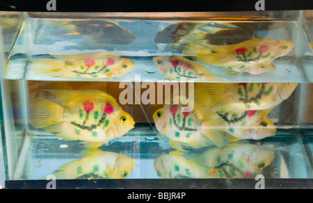 Du poisson pour la vente dans le marché des oiseaux et des fleurs à Kunming, Chine Banque D'Images