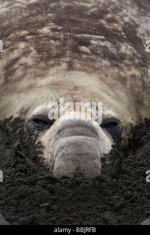 Éléphant de mer du sud (Mirounga leonina) dont le corps creusé dans le sable, Gold Harbour, South Georgia Island Banque D'Images