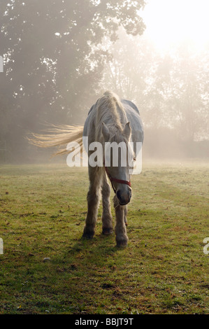 Palomino cheval dans la brume un matin d'été, debout et alerte dans le champ, paddock Banque D'Images