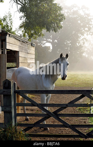 Cheval blanc dans la brume le matin de l'été, debout et alerte mis à se brouter Banque D'Images