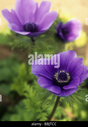 Anemone Coronaria St. Brigid Banque D'Images