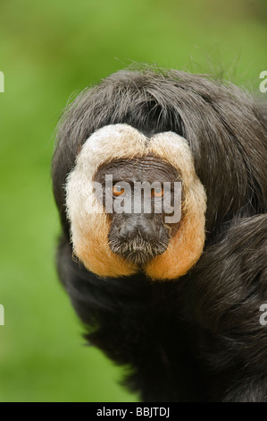 Singe saki à face blanche (Pithecia pithia). Captive, pays-Bas Banque D'Images