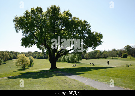 Chêne de la Turquie au printemps. Image prise au lieu Beckenham Park dans le cadre d'un projet d'enregistrer le parc à travers les saisons de l'année Banque D'Images