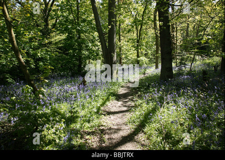 Blubells printemps floraison en été Houser Hill Wood, Beckenham Place Park, Lewisham Banque D'Images