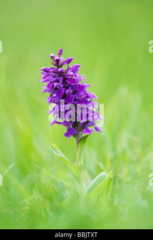 Dactylorhiza purpurella, Nord de Marsh orchid Banque D'Images