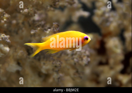 Lyretail Anthias Goldie ou la mer, Pseudanthias squamipinnis, Serranidae. Un carton jaune de poissons marins tropicaux. Banque D'Images