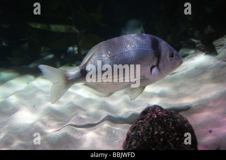 Sérame À Deux Bandes Communes, Diplodus Vulgaris, Perciformes, Ssparidae. Océan Atlantique Est Banque D'Images