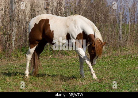 Paint horse en frottant son nez contre sa jambe avant Banque D'Images