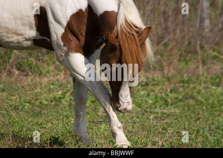 Paint horse en frottant son nez contre sa jambe avant Banque D'Images