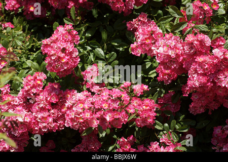 Rosa;Rose Musquée hybride ;'Robin des Bois' ; Bouquet de fleurs ; Banque D'Images