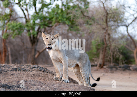 Lion cub Inde Sasan Gir Banque D'Images