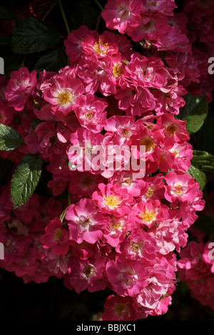 Rosa;Rose Musquée hybride ;'Robin des Bois' ; Bouquet de fleurs ; Banque D'Images