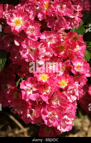 Rosa;Rose Musquée hybride ;'Robin des Bois' ; Bouquet de fleurs ; Banque D'Images