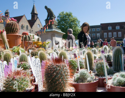 Caler au cactus Fleur et Petit Marché français Mai 2009 Bury St Edmunds Banque D'Images