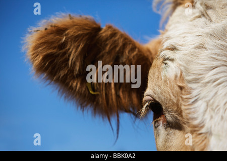 Vache Simmental cross extreme head shot serré contre le ciel bleu Banque D'Images