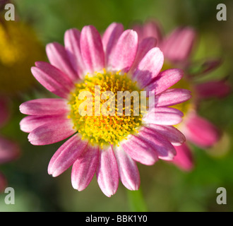 Marguerite Rose Argyranthemum frutescens (Daisy) Banque D'Images