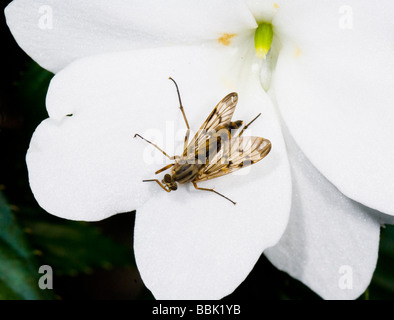 Hoverfly sur Inpatiens Banque D'Images