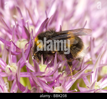 Le cerf de bourdon (Bombus lucorum) sur fleur d'Allium, UK Banque D'Images