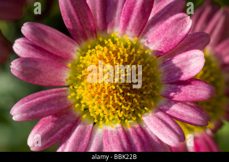 Marguerite Rose Argyranthemum frutescens (Daisy) Banque D'Images