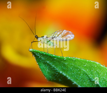 Sur une feuille de pucerons, Surrey, UK Banque D'Images