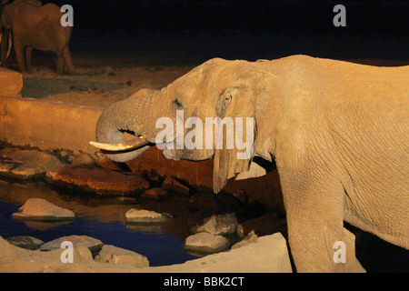 Un éléphant prendre un verre à partir d'un point d'eau la nuit la loge de safari de Voi le parc national de Tsavo Kenya Banque D'Images