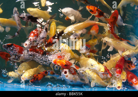 Carpes koï dans un magasin aquatique piscine étang près de la surface en quête de nourriture et de l'attention Banque D'Images