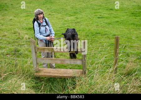 Hiker's dame chien saute au-dessus de stile de Cheddar Banque D'Images