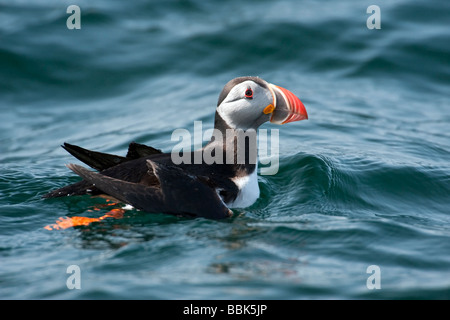 Macareux moine natation Banque D'Images