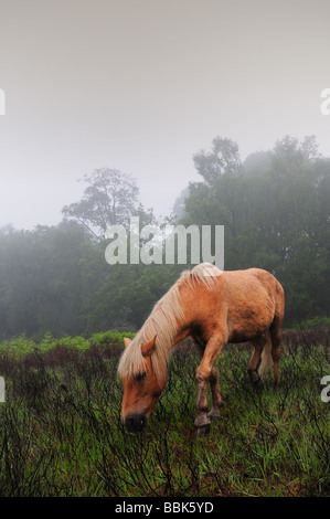 Wild Pony dans misty morning White Moor Nouvelle Forêt Hampshire Banque D'Images