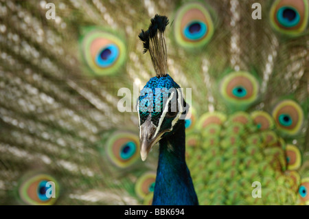 Pavo cristatus paon plumes afficher Essex Banque D'Images