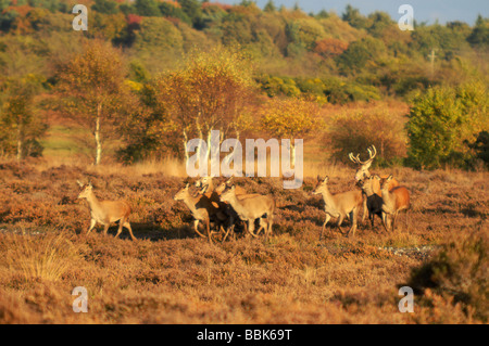 Troupeau de cerfs rouges Cervus elaphus en déplacement plus de Dunwich Heath PM Banque D'Images