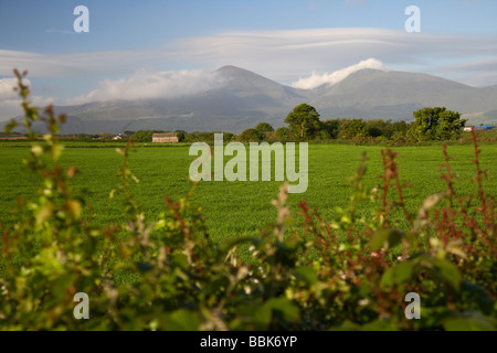 Vue sur le plus de montagnes de Mourne haies et champs dans le comté de Down en Irlande du Nord uk Banque D'Images