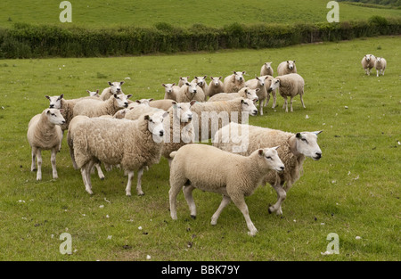 Partie d'un troupeau de moutons Lleyn gallois brebis avec agneaux pedigree le pâturage dans le domaine Banque D'Images