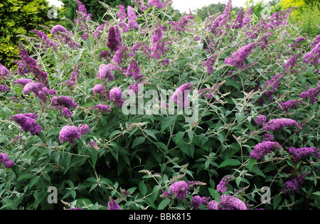 Buddleja 'Lochinch', violet fleur fleurs buddlejas buddleias buddleia arbre aux papillons jardin plantes Banque D'Images