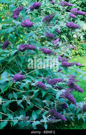 Buddleja 'Lochinch', violet fleur fleurs buddlejas buddleias buddleia arbre aux papillons jardin plantes Loch Inch Banque D'Images