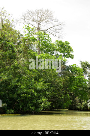 Lac Gatun.Panama dans le Parc National de Soberania. Banque D'Images