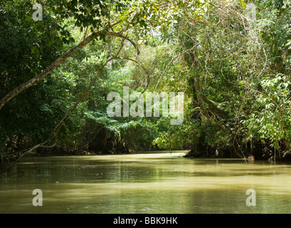 Panama.Parc National de soberania.lac Gatun. Banque D'Images