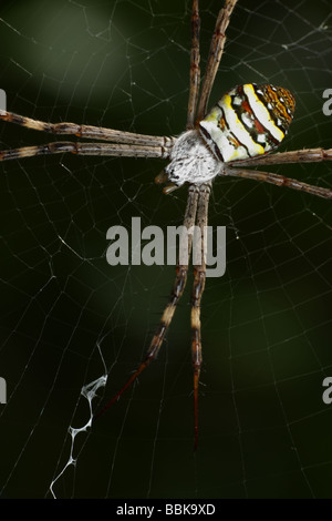 St Andrew's Cross Spider Banque D'Images