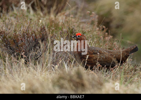 Lagopède des saules lagopus lagopus scoticus homme marchant dans l'herbe longue et Heather Banque D'Images