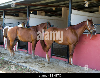 Panama.chevaux d'exposition. Banque D'Images