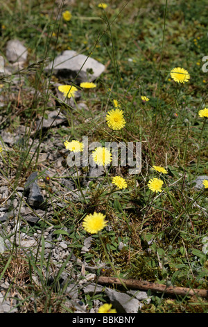 Oreille de souris, épervière Lathkill Dale Derbyshire en Angleterre Banque D'Images