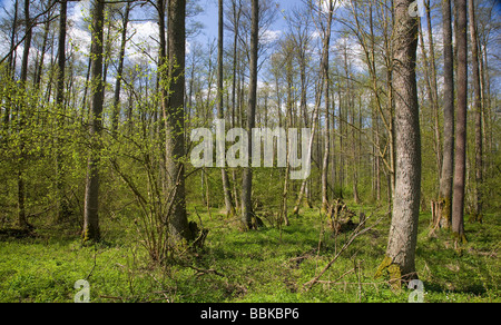 Wet peuplement feuillu de la forêt de Bialowieza réserve au printemps paysage ensoleillé jour Banque D'Images