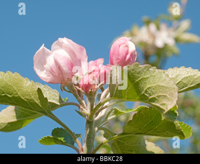 Les fleurs et les feuilles de Bramley POMMIER Malus domestica Bramley Seedling s Banque D'Images