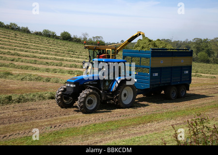 Collecte d'ensileuse herbe coupée pour la production d'ensilage et le place dans la remorque du tracteur dans un champ county down Banque D'Images