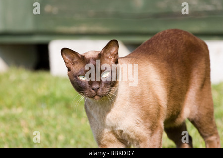 Chat birman chocolat in Garden Banque D'Images