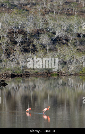 Des flamants roses (Phoenicopterus ruber) et palo santo (Bursera graveolens) Punta Cormoran Cormoran Galapagos Floreana littoral Banque D'Images