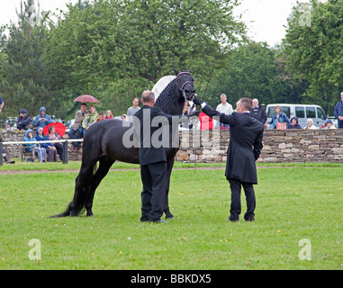 Black Morgan Horse stallion étant illustré Banque D'Images