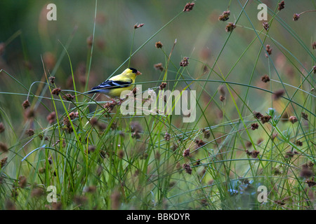 Chardonneret jaune mâle adulte, Point Reyes National Seashore, California, USA Banque D'Images