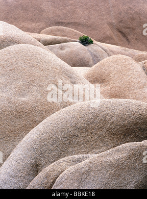 D'énormes rochers de granit semblent dévaler une colline dans Joshua Tree National Park en Californie Banque D'Images