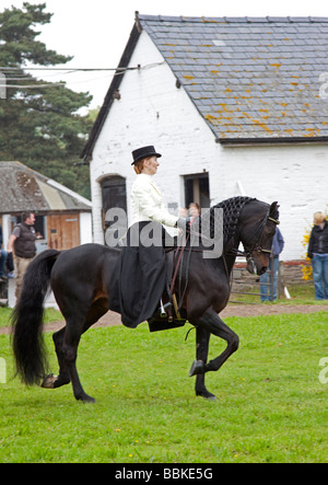 Black Morgan Horse stallion étant monté par une femme en vêtements traditionnels Banque D'Images